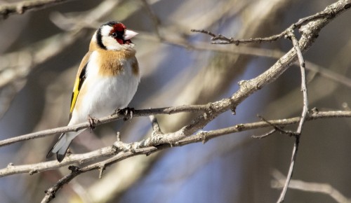 Специалисты Мосприроды попросили посетителей парков с приходом тепла перестать подкармливать птиц