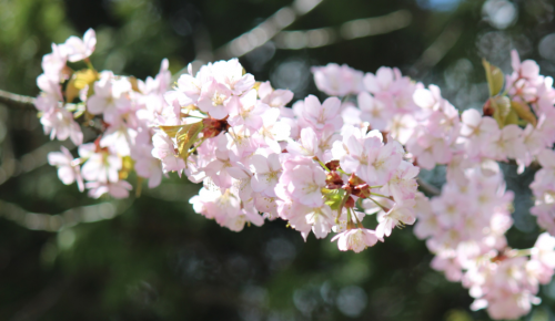 В экоцентре «Битцевский лес» 1 мая пройдет мастер-класс «Цветы весны»