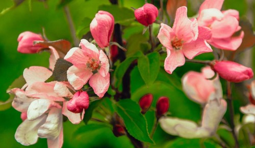 Воронцовский парк украсят цветущие деревья
