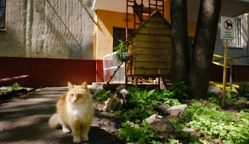 С заботой о братьях наших меньших. Во дворе на улице Островитянова у каждой кошки есть свой дом