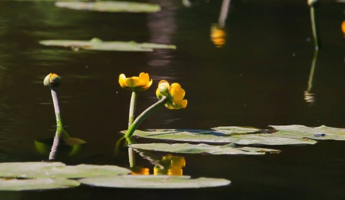 На нижнем пруду в Конькове в этом сезоне высадят водные растения