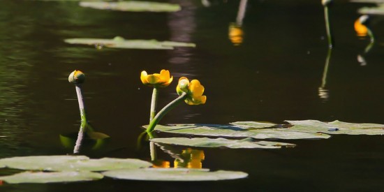 На нижнем пруду в Конькове в этом сезоне высадят водные растения