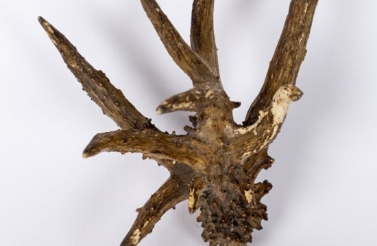 Коллекция Дарвиновского музея пополнилась аномальными рогами косуль