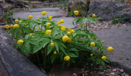 Древовидные пионы расцвели в Московском дворце пионеров