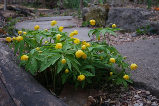 Древовидные пионы расцвели в Московском дворце пионеров