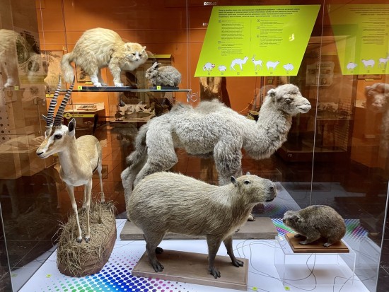 Дарвиновский музей приглашает на выставку «Диалоги животных: в мире запахов»