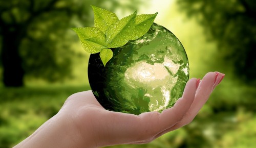 Школьников из района Теплый Стан приглашают в летний эколагерь в онлайн-формате