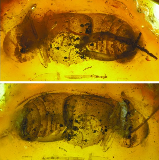 Ученые Палеонтологического института им. Борисяка РАН впервые обнаружили жука в якутском янтаре