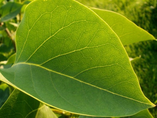 О растениях, переехавших с Воробьевых гор, заботятся сотрудники отдела «Ботанический сад»