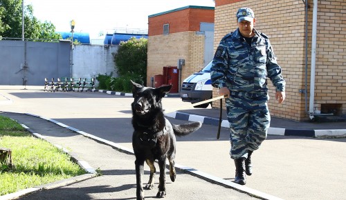 И в службу, и в дружбу. Сотрудники кинологической службы ЮЗАО отмечают профессиональный праздник