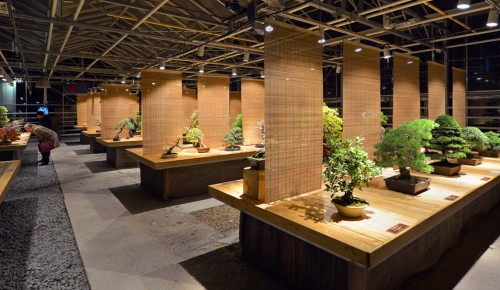 Библиотека №170 представила ролик о культуре выращивания бонсай