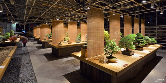 Библиотека №170 представила ролик о культуре выращивания бонсай