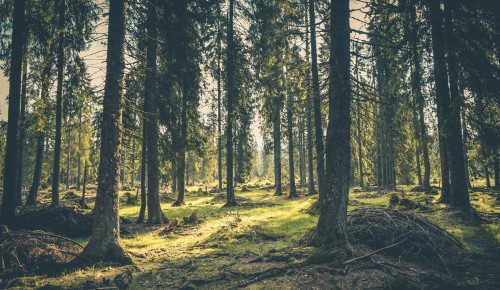На границе Битцевского леса появятся рекреационные зоны «Тихий двор в лесу» и «Парадный вход в лес»