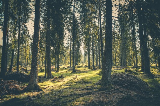 На границе Битцевского леса появятся рекреационные зоны «Тихий двор в лесу» и «Парадный вход в лес»