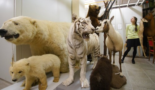 В Дарвиновском музее отметят День семьи, любви и верности