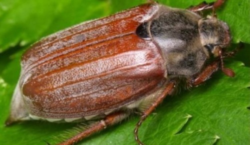 Сотрудники ДПТ «Тропарево» и «Теплый Стан» рассказали о майских жуках