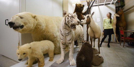 В Дарвиновском музее отметят День семьи, любви и верности