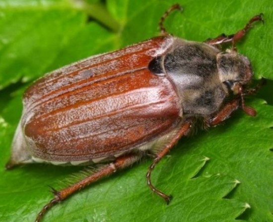 Сотрудники ДПТ «Тропарево» и «Теплый Стан» рассказали о майских жуках