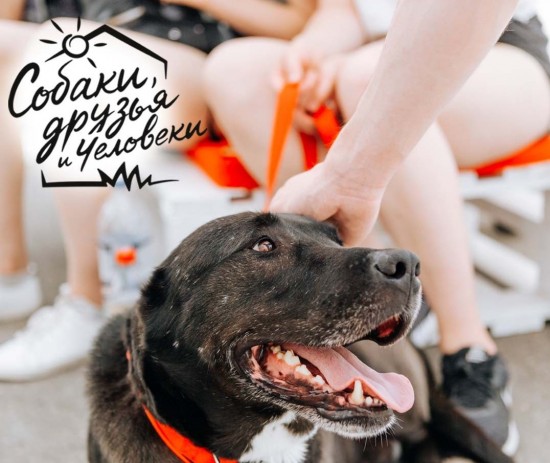 В «Усадьбе Воронцово» 16 июля организуют фестиваль «Собаки, друзья и человеки»