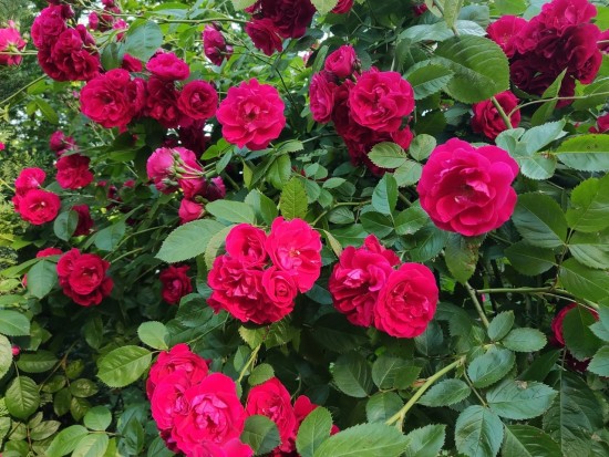 В Московском дворце пионеров расцвели розы