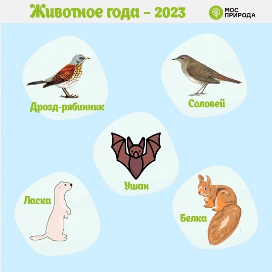 Мосприрода предлагает котловчанам выбрать животное-символ 2023 года