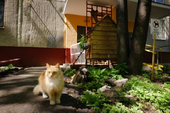 Запущен онлайн-проект «Я шагаю по Конькову»