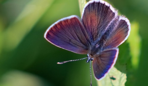 В ЮЗАО обитают десятки видов краснокнижных бабочек