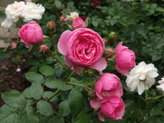 В ботаническом саду комплекса «Воробьевы горы» начали распускаться розы