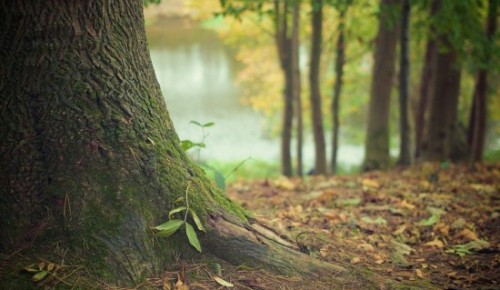 Экоцентр «Лесная сказка» предлагает ответить на вопросы викторины об обитателях Битцевского леса