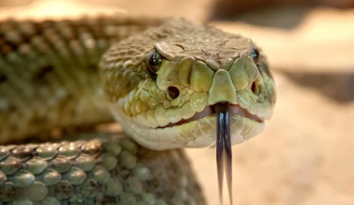 Жители Зюзина могут заполнить «Дневник натуралиста» на тему «Змеи»