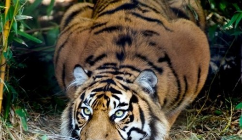 В Дарвиновском музее 30 июля отпразднуют «День тигра»