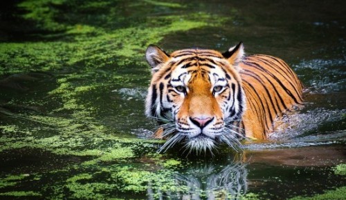 Экоцентр «Битцевский лес» предлагает ответить на вопросы викторины о тиграх