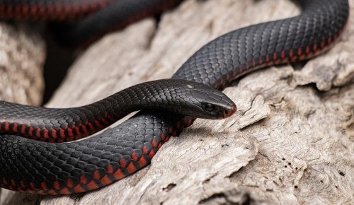 Жители Ломоносовского района могут описать змей в «Дневнике натуралиста»