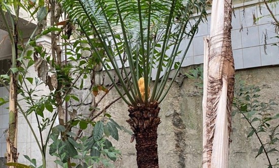 Во Дворце пионеров рассказали о растении Саговнике микронезийском