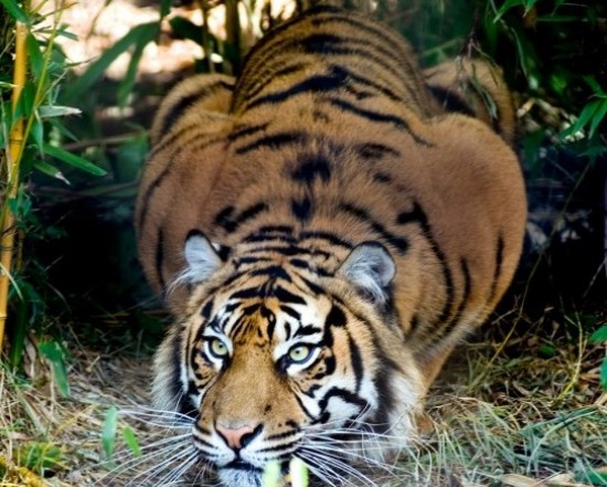 В Дарвиновском музее 30 июля отпразднуют «День тигра»
