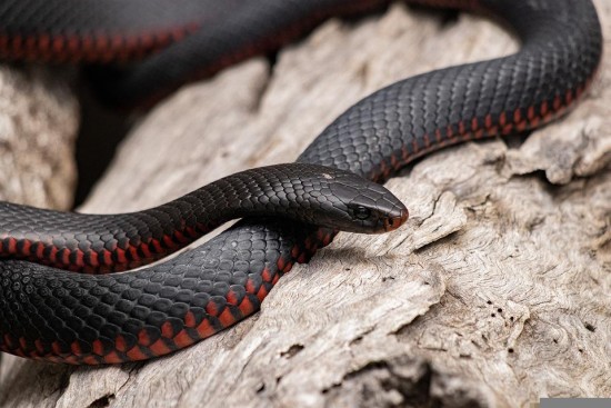 Жители Ломоносовского района могут описать змей в «Дневнике натуралиста»