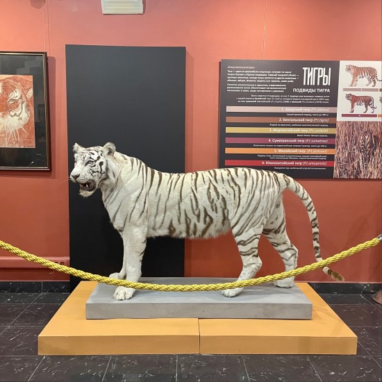 Дарвиновский музей рассказал о редком экспонате — белой тигрице Кали