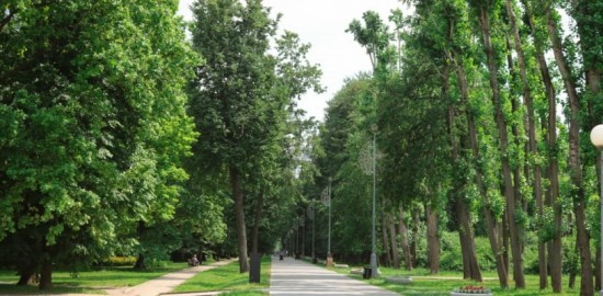 В «Усадьбе Воронцово» начались мероприятия по удалению погибших и аварийных деревьев