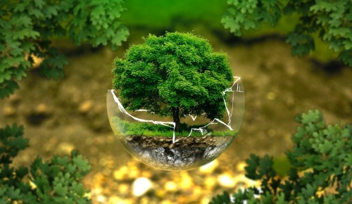 В ландшафтном заказнике «Теплый Стан» 12 августа проведут экологическую акцию «Зеленый класс»