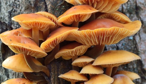 Сезон «тихой охоты». Какие грибы собирают в августе и как их маринуют на зиму