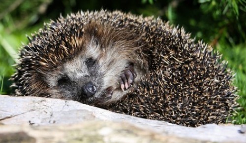 Жители ЮЗАО могут стать авторами экокомиксов