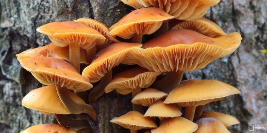 Сезон «тихой охоты». Какие грибы собирают в августе и как их маринуют на зиму