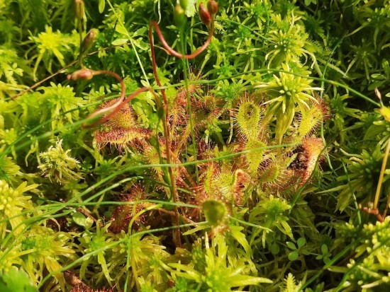 В Московском дворце пионеров зацвели хищные растения