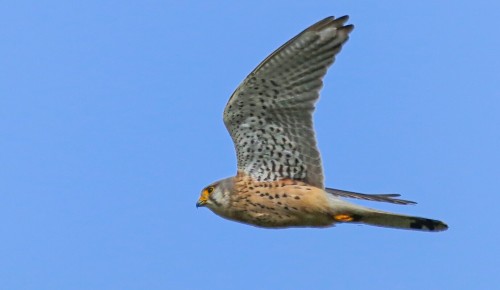 В Битцевском лесу можно встретить чибисов и пустельгу