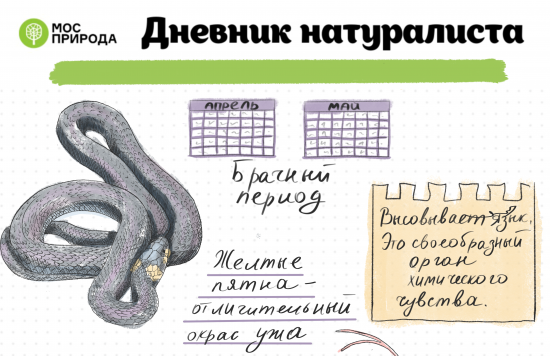 Жителей Конькова пригласили присоединиться к проекту Мосприроды «Дневник натуралиста»