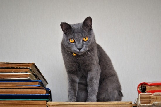Жителей Котловки приглашают познакомиться с подборкой книг в честь Дня кошек