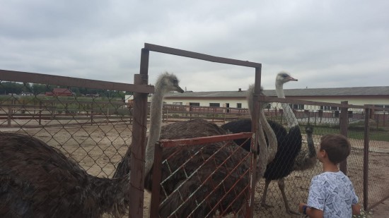 Подопечные центра реабилитации инвалидов «Бутово» побывали на страусиной ферме