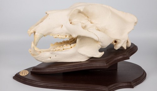 Дарвиновскому музею подарили черепа бурых медведей на медальонах
