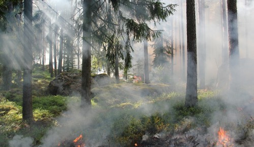 Собянин: Москва направила спасателей и технику для борьбы с лесными пожарами в Рязанской области