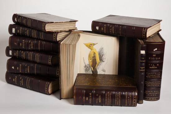 В фонде Дарвиновского музея содержится около 10 тысяч редких книг, посвященных флоре и фауне